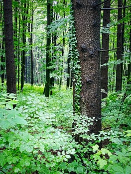 Forest, beautiful woodland with plants and trees