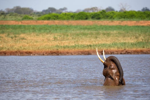 The elephants bathe in the waterhole in the savannah
