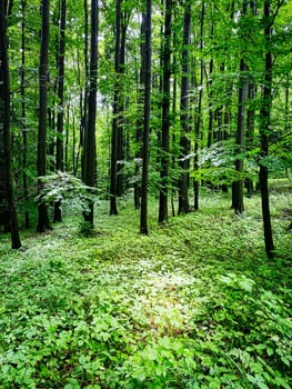 Forest, beautiful woodland with plants and trees