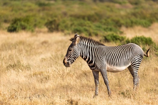 The Grevy Zebra is grazing in the countryside of Samburu in Kenya
