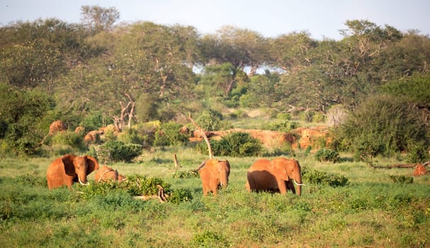 The large family of red elephants on their way through the Kenyan savanna..