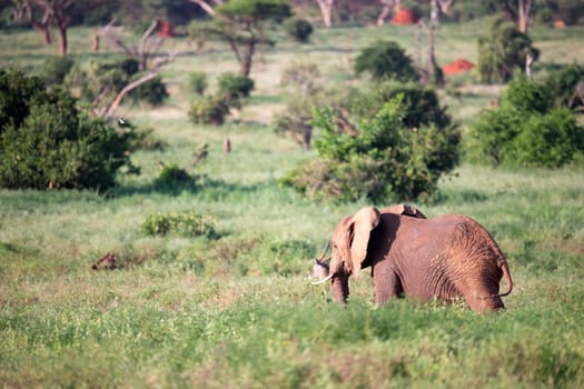 One big red elephant walks through the savannah between many plants