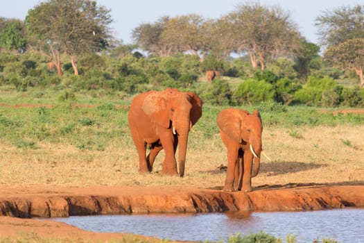 The family of red elephants at a water hole in the middle of the savannah