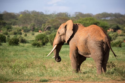One big red elephant walks through the savannah between many plants