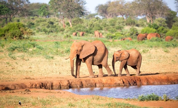 The family of red elephants at a water hole in the middle of the savannah