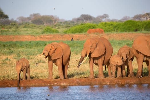 The family of red elephants at a water hole in the middle of the savannah