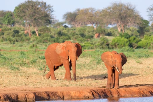 The family of red elephants at a water hole in the middle of the savannah