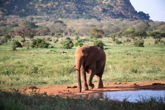 The family of red elephants at a water hole in the middle of the savannah