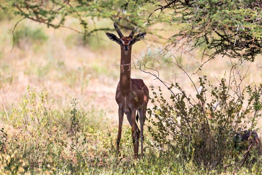 The gerenuk between the plants in the savannah