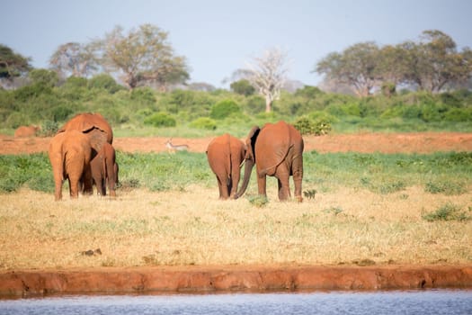 The large family of red elephants on their way through the Kenyan savanna..