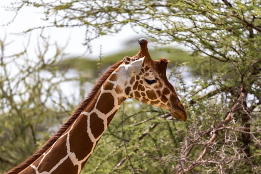 The closeup of a giraffe with many plants in the background
