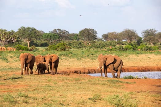 The family of red elephants at a water hole in the middle of the savannah
