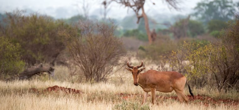 The antelope in the grass landscape of a savannah