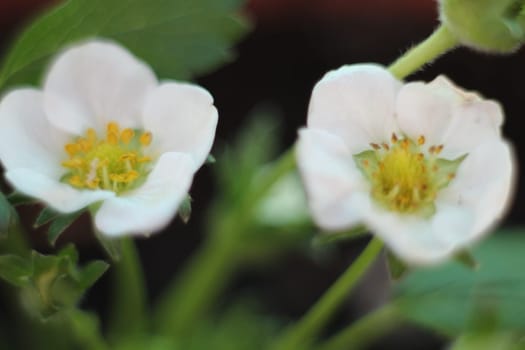 Bee pollen flower white strawberry natural fruit