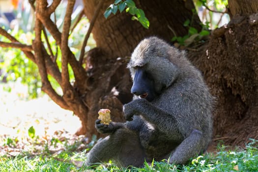 One baboon has found a fruit and eats it