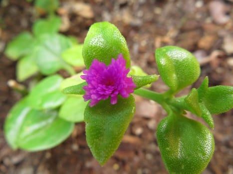 Small flower color purple beautiful delicate aroma