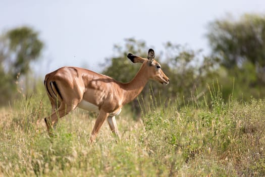 One antelope is standing beween the plants in the savannah
