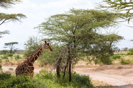 The closeup of a giraffe with many plants in the background