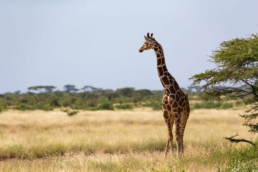 Giraffes in the savannah with many trees and bushes in the background
