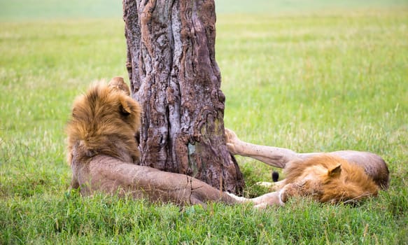 Some big lions show their emotions to each other in the savanna of Kenya