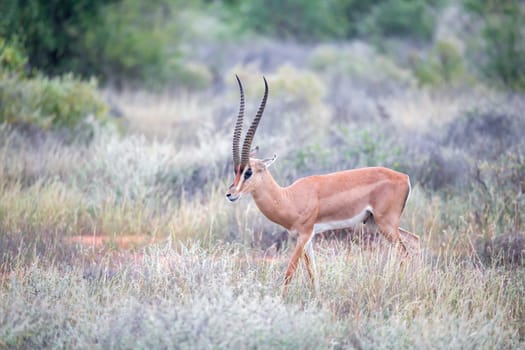 The Grant Gazelle grazes in the vastness of the Kenyan savannah
