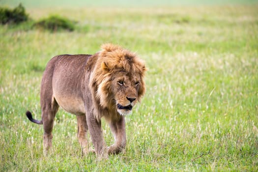 One big male lion is walking in the savannah