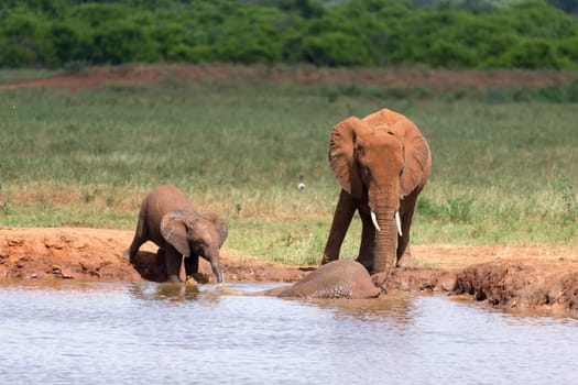 The family of red elephants at a water hole in the middle of the savannah