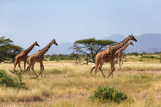 Giraffes in the savannah with many trees and bushes in the background