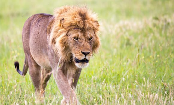 One big male lion is walking in the savannah