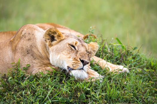 A portrait of a lioness, she lies in the grass in the savannah