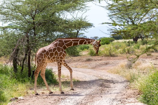 One giraffe crosses a path in the savannah