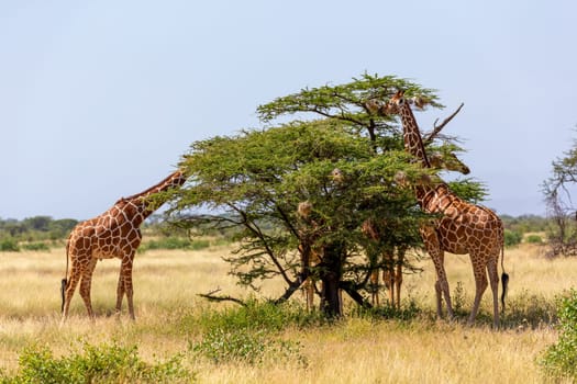 The Somalia giraffes eat the leaves of acacia trees
