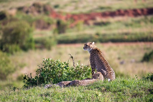 The cheetah mother with two children in the Kenyan savannah