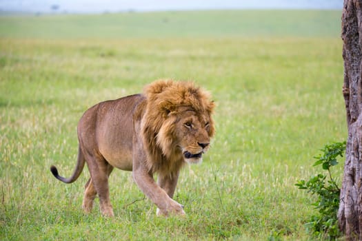 One big male lion is walking in the savannah