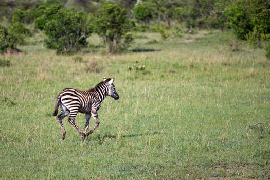 Some Zebras in the middle of the savannah of Kenya