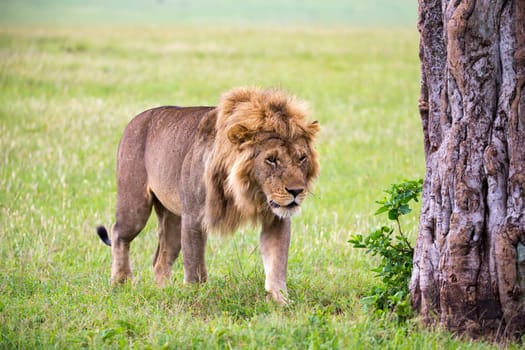 One big male lion is walking in the savannah