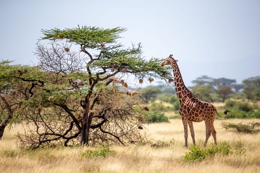 A Somalia giraffes eat the leaves of acacia trees