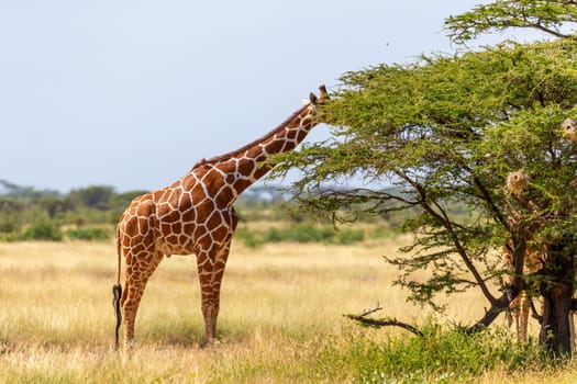 A Somalia giraffes eat the leaves of acacia trees
