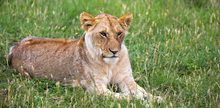 A portrait of a lioness, she lies in the grass in the savannah