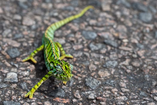 A Close up of a green chameleon on the street