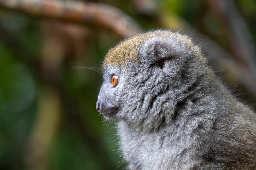 A Portrait of a bamboo lemur in its natural environment