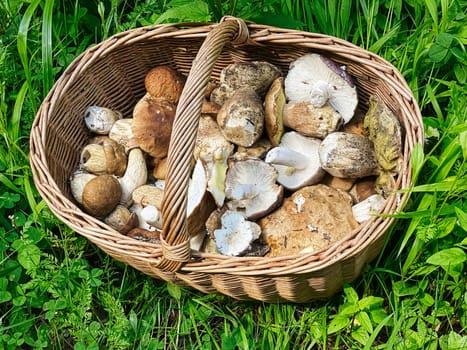 Basket With Mushrooms, searching porcini mushrooms in forest