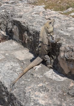 Close-up of a Yucatan iguana is a species of lizard from the Iguanidae family, Edzna, Mexico