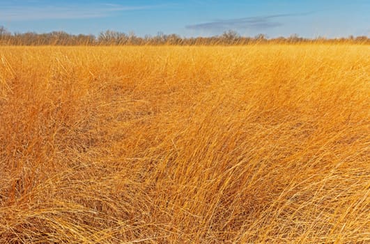 Amidst the Tallgrass Prairie in Midewin National Tallgrass Prairie in Illinois