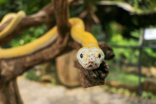 Adult individual snake strangler on dry branch. Close up of a yellow snake boa wrapped around a tree branch and looking arround. Curious python albino. Close-up Head of Reptile on Bali, Indonesia.