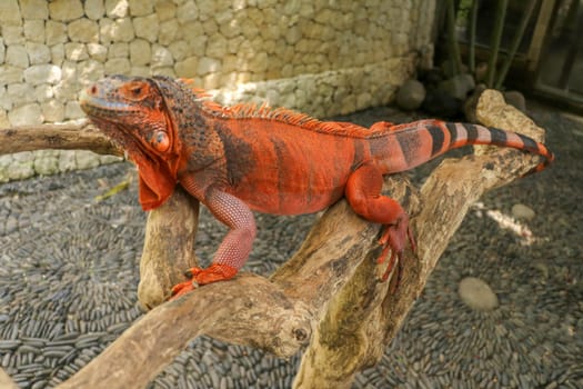 The male red iguana spending time in the tree looking for female iguana. Iguana - close up detail of an iguana camouflaged in nature, a red iguana. Beautiful red iguana on wood, animal closeup.