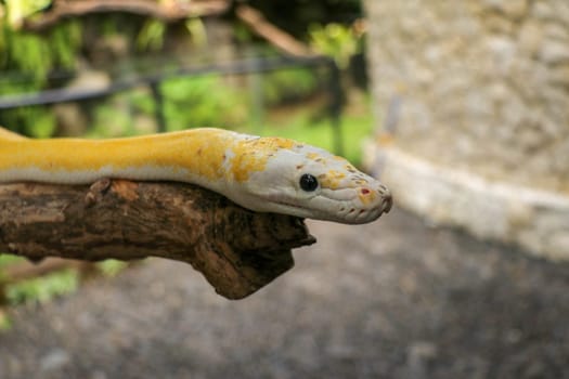 Adult individual snake strangler on dry branch. Close up of a yellow snake boa wrapped around a tree branch and looking arround. Curious python albino. Close-up Head of Reptile on Bali, Indonesia.