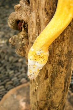 Adult individual snake strangler on dry branch. Close up of a yellow snake boa wrapped around a tree branch and looking arround. Curious python albino. Close-up Head of Reptile on Bali, Indonesia.