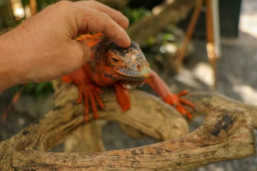 Man hand touching beautiful Red iguana on branch. Animal closeup of Orange colored Iguana sits on tree. A subspecies of the Red Morph. Shy animal red iguana that is perched on a dry branch.