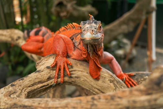Beautiful Red Iguana on wood, animal closeup. Orange colored Iguana sits on driftwood and looking at the camera. A subspecies of the Red Morph. Shy animal red iguana that is perched on a dry branch.